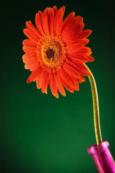 Gerbera laranja em um vaso — Fotografia de Stock