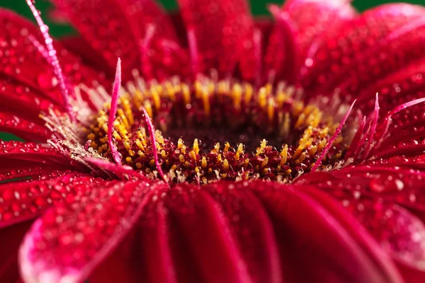 Primer plano del centro de una flor roja — Foto de Stock