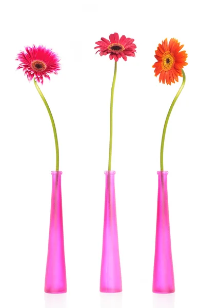 Tre gerbera blommor i vaser — Stockfoto