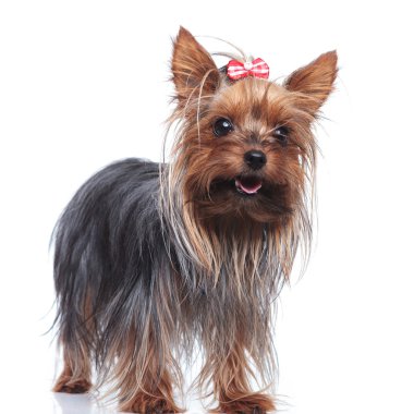 sevimli yorkshire beyaz arka plan üzerinde duruyor.