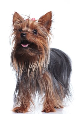 yukarıya bakıyor ve sevimli yorkshire duran