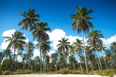 palm trees forest on the beach of punta cana clipart