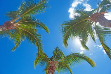 Mavi gökyüzüne karşı palmiye ağaçları 