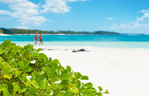 Blommor på stranden med människor som vandrar i bakgrunden — Stockfoto