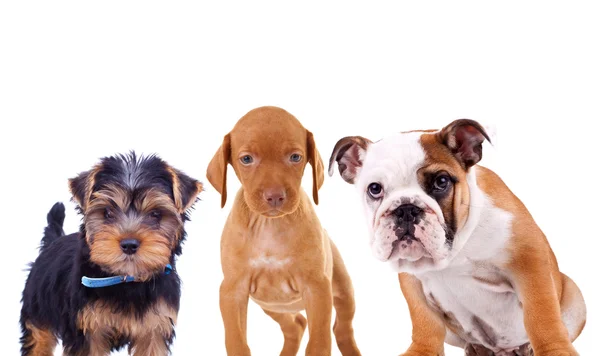 Three cute curious puppies are looking at the camera — Stock Photo, Image