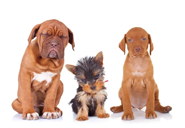 Trois adorables chiots endormis assis sur fond blanc — Photo