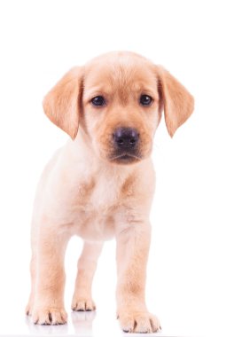meraklı ayakta labrador retriever köpek yavrusu