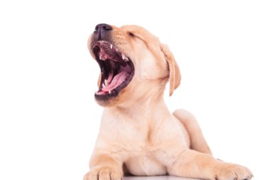 heyecanlı labrador retriever köpek yavrusu köpek sevinç çığlıkları