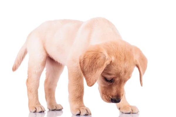 Little labrador retriever puppy dog sniffing something — Stock Photo, Image