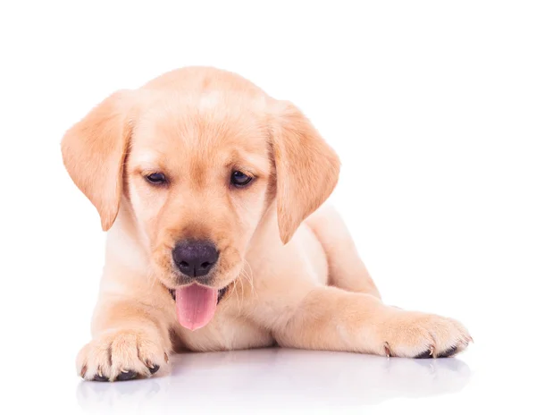 Ansimante labrador retriever cucciolo di cane sdraiato — Foto Stock