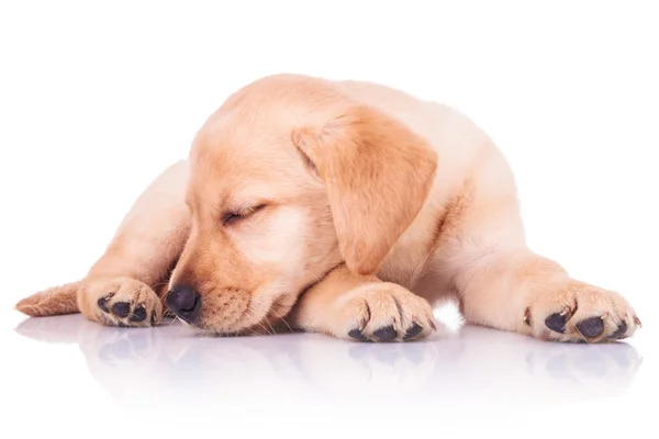 Pequeno labrador retriever cachorro cão está dormindo — Fotografia de Stock