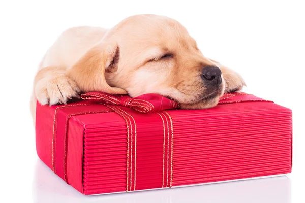 Malý labrador retriever je spaní na červené krabičce — Stock fotografie