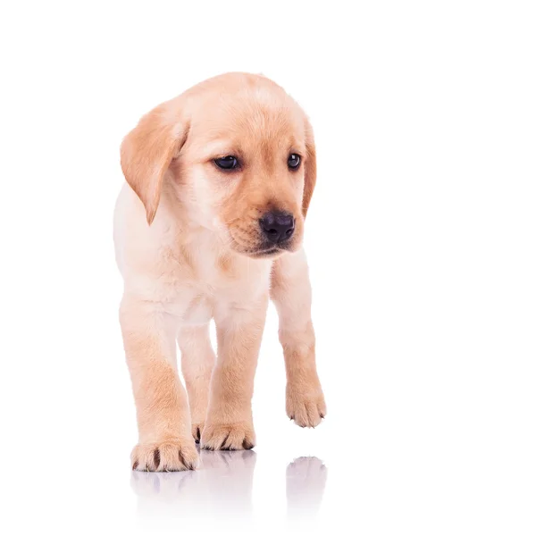 Kleine labrador retriever pup hond lopen vooruit — Stockfoto