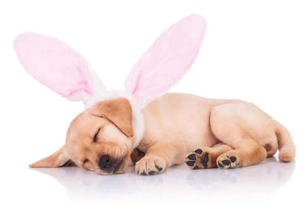 Labrador retriever cachorro cão vestindo orelhas de coelho está dormindo — Fotografia de Stock