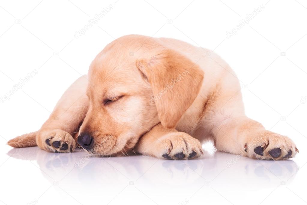 little labrador retriever puppy dog is sleeping 