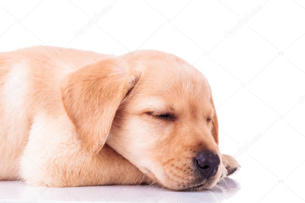 side view of a sleeping labrador retriever puppy