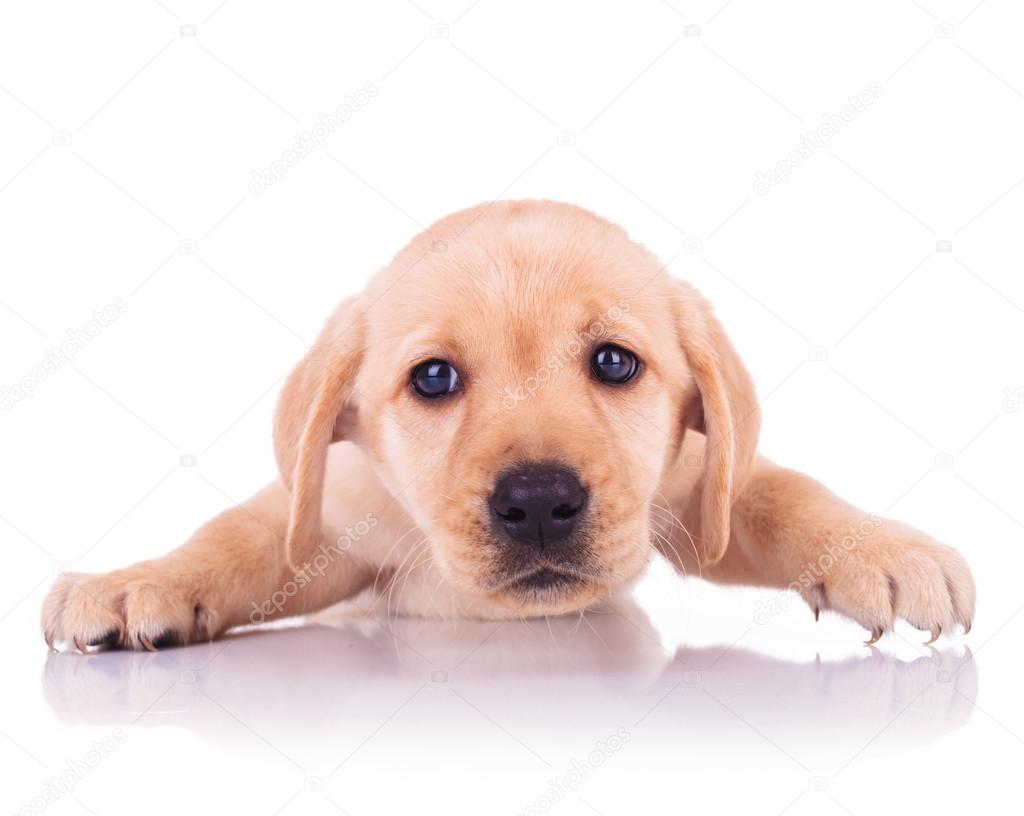 sad face of a little cute labrador retriever puppy dog