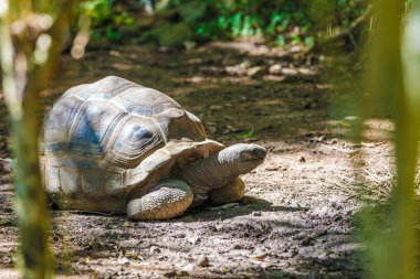 Aldabra dev kaplumbağa kaplumbağa
