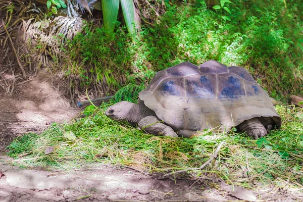 Tortuga gigante en seychelles alimentación —  Fotos de Stock