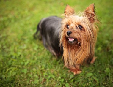 nefes nefese, mutlu, küçük yorkshire terrier yavru köpek 