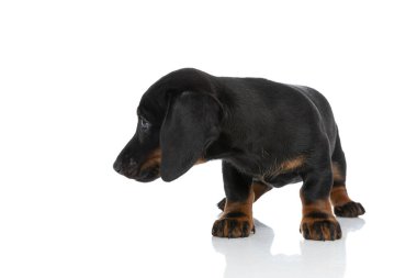 Stüdyonun beyaz arka planının önünde duran küçük sevimli tekel köpeğinin yan görüntüsü.