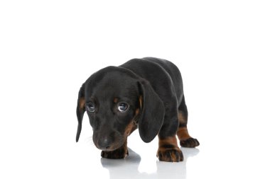 Meraklı küçük tekkel dachshund köpek yavrusu. Stüdyonun beyaz arka planında izole bir şekilde dolaşıyor.