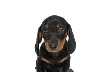 Beyaz arka planda sevimli tekel köpek yavrusu