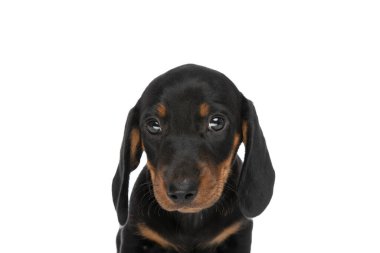 Stüdyoda beyaz arkaplan önünde sevimli tekkel dachshund köpek portresi.