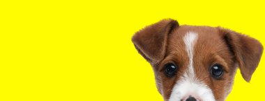 Jack Russell Terrier köpeğinin sarı arka plandaki kameraya baktığı manzara.