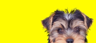 Yüzünü sarı arka planda kameradan saklayan güzel bir Yorkshire teriyer köpeğinin manzarası.