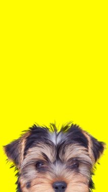 Sarı arka planda yüzünü kameradan saklayan tatlı Yorkshire teriyer köpeğinin portresi.