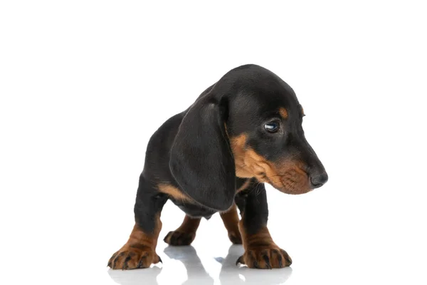 Schöner Kleiner Teckel Dackelhund Der Zur Seite Schaut Und Isoliert — Stockfoto