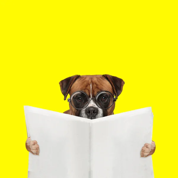 Paisagem Cão Boxer Adorável Lendo Jornal Vestindo Óculos Fundo Amarelo — Fotografia de Stock