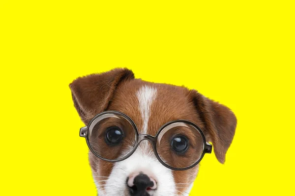 Paisaje Gato Dulce Russell Terrier Perro Con Gafas Mirando Cámara — Foto de Stock