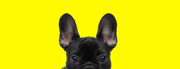 Táj Egy Aranyos Francia Bulldog Elrejti Arcát Kamera Elől Sárga — Stock Fotó