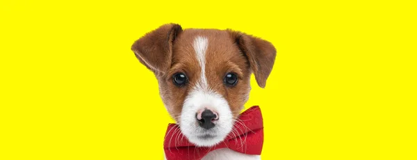 Τοπίο Ενός Όμορφου Jack Russell Terrier Σκύλου Φορώντας Ένα Κόκκινο — Φωτογραφία Αρχείου