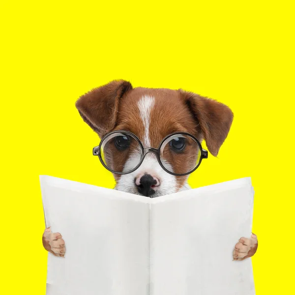 Landscape Adorable Jack Russell Terrier Dog Reading Newspaper Wearing Eyeglasses — Stock Photo, Image