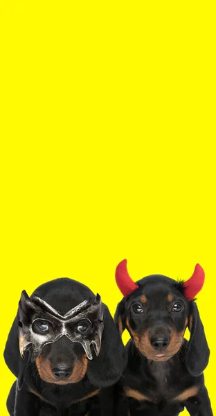 Portrait Two Teckel Dogs Wearing Devil Horns Mask Yellow Studio — Stock Photo, Image