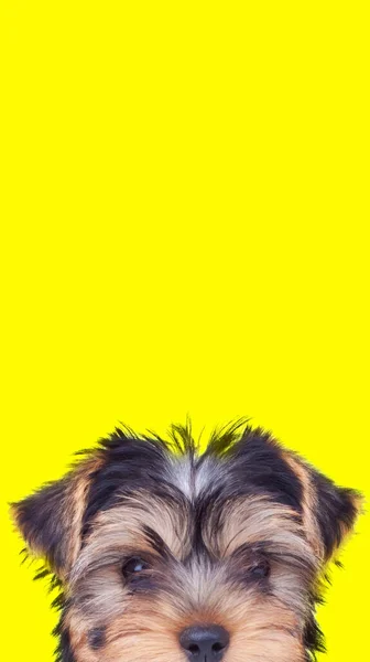 Retrato Perro Terrier Dulce Yorkshire Ocultando Cara Cámara Sobre Fondo — Foto de Stock