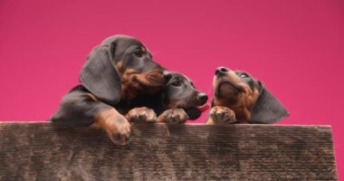 Üç küçük tekkel dachshund köpek yavrusu etrafa bakınıyor, meraklılar ve pembe arka planda bir tahta kutunun içinde yatıyorlar.