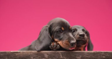 Dillerini dışarı çıkaran, esneyen, merak eden ve birbirlerini kollayan iki küçük sevimli tekel dachshund yavrusu stüdyoda pembe arka planda birbirlerine dokunup koruyorlar.