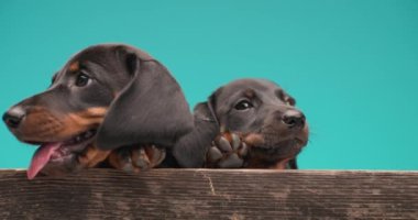 İki küçük tatlı tekel dachshund köpek yavrusu, dillerini çıkarıp, burunlarını yalayıp, esneyerek stüdyoda mavi arka planda, ahşap bir kutuda yatıyorlar.