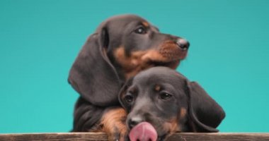 Sevimli, küçük iki tekel dachshund köpek yavrusu birbirlerini kucaklıyor ve koruyorlar, burunlarını yalıyorlar, başka yere bakıyorlar ve mavi arka planda ahşap bir kutunun içinde yatıyorlar.
