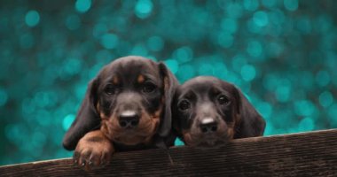 Tekkel dachshund köpeklerinden oluşan tatlı bir aile mavi ışıkların önünde ahşap bir kutunun içinde birbirlerini kucaklıyor, seviyor ve koruyorlar, dillerini çıkarıp, yukarı ve yukarı bakıyorlar.