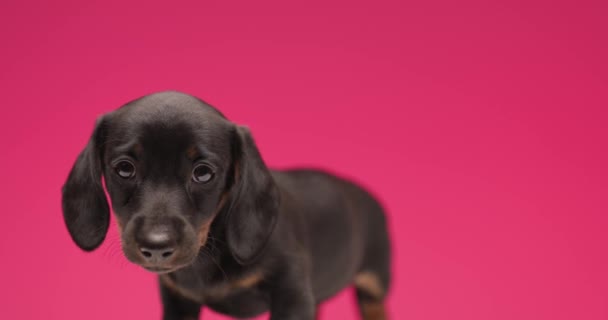 Adorável Teckel Dachshund Cão Sobre Fundo Rosa Olhando Redor Cheirando — Vídeo de Stock