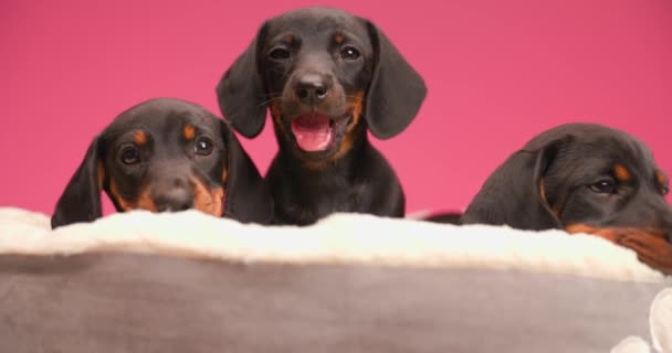 ベッドの上に寝そべって寝そべっている可愛いテッケル ダックスフントの子犬3人の家族はスタジオでピンクの背景で休んでいる間に舌とあくびを出し — ストック動画