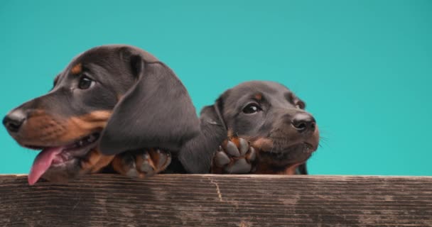 二つの小さな甘いテッケル ダックスフントの子犬は両側を見て 舌を突き出し 鼻をなめて スタジオで青い背景に木製の箱に横たわっている間にあくびをします — ストック動画