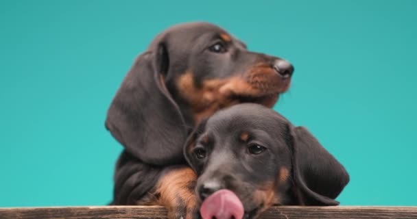 Sevimli Küçük Iki Tekel Dachshund Köpek Yavrusu Birbirlerini Kucaklıyor Koruyorlar — Stok video