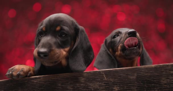 Family Two Adorable Teckel Dachshund Dogs Looking Both Sides Licking — Stock Video