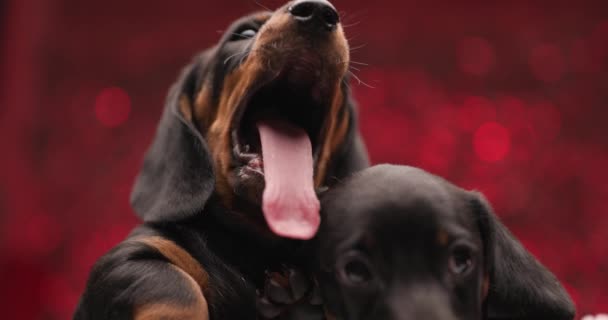 Adorable Two Teckel Dachshund Puppies Being Lazy Resting Wooden Box — Stock Video